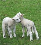 Schaap terug zetten ipv vis!